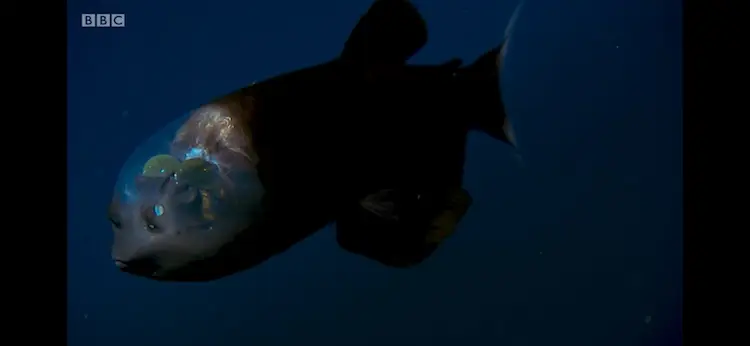 Barreleye fish (Macropinna microstoma) as shown in Blue Planet II - The Deep